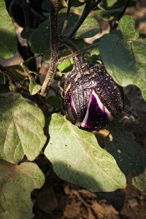 Вілла Podere Casella Кастільйоне-д'Орчія Екстер'єр фото